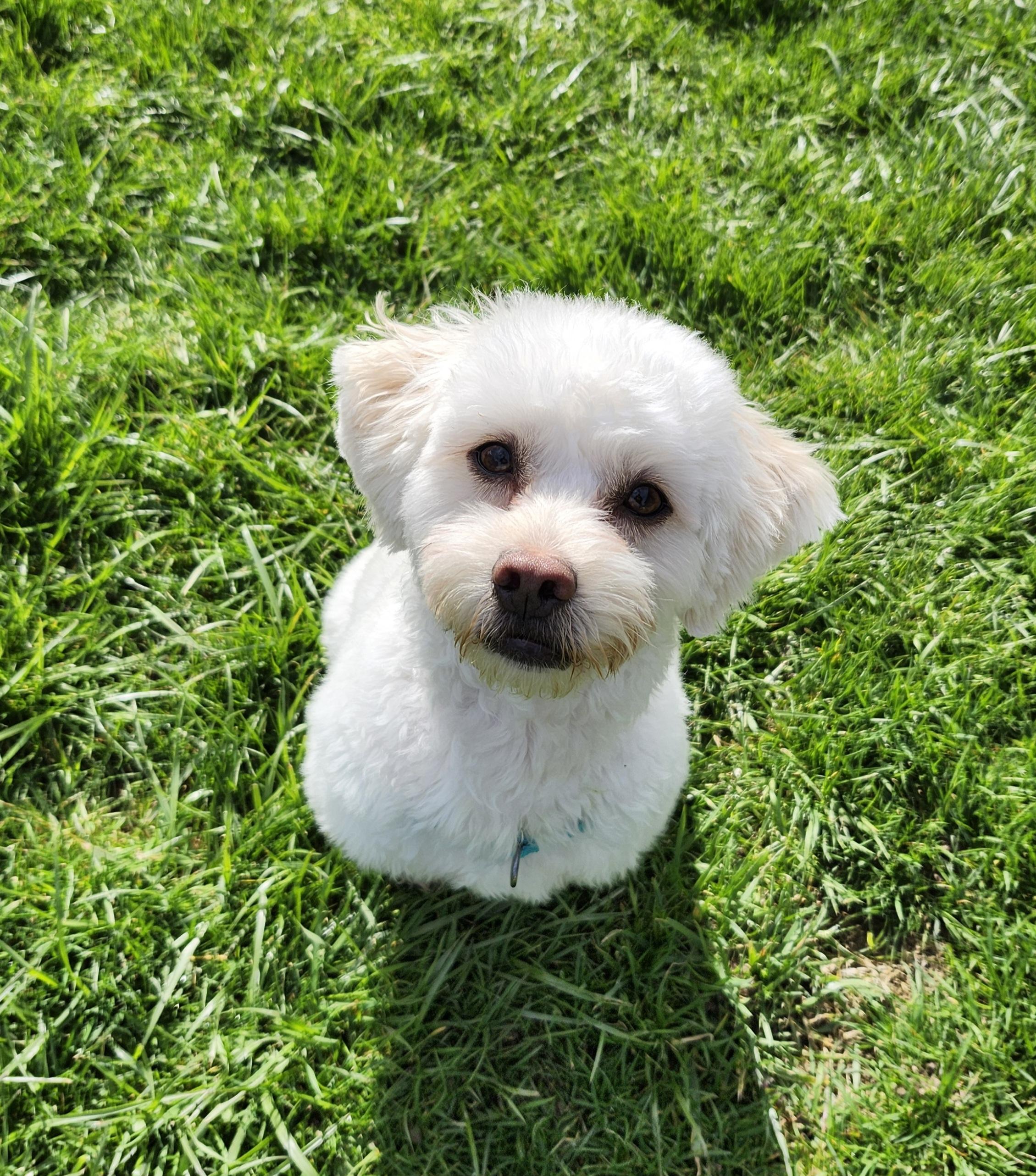 Remy, a ADOPTABLE mixed breed in Tacoma, WA image 2/4