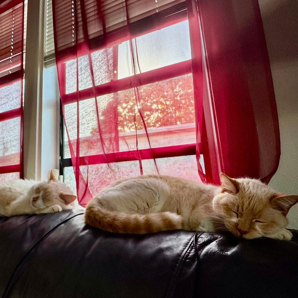 Coconut, Adoptable, Senior Male Siamese.