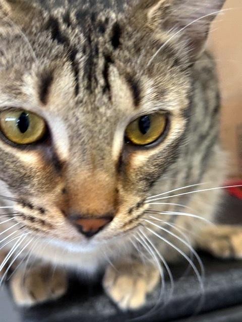 JOEY - Hoping for a forever home with with his brother!, Adoptable, Young Male Domestic Short Hair.