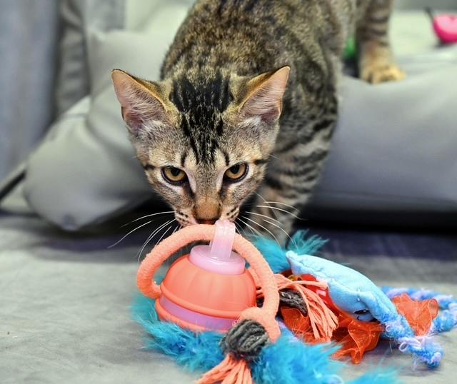 JOEY - Hoping for a forever home with with his brother!