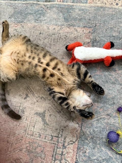 Enlarge JOEY - Hoping for a forever home with with his brother!, a Adoptable mixed breed in Danbury, CT image 2/5