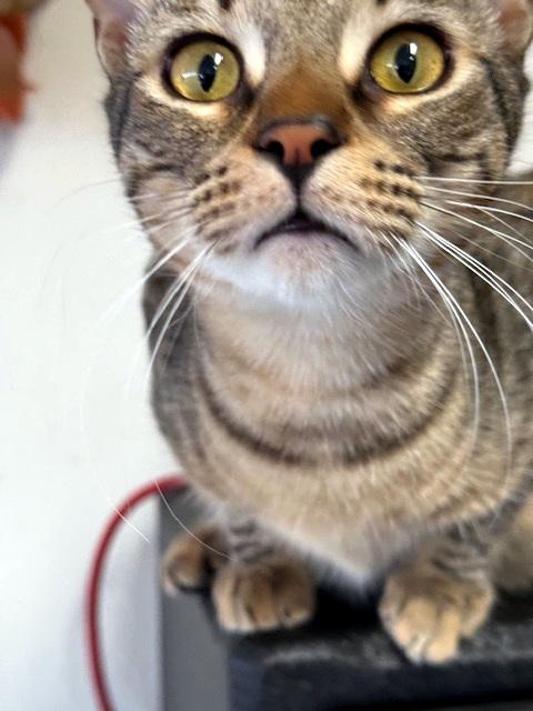 Enlarge JOEY - Hoping for a forever home with with his brother!, a Adoptable mixed breed in Danbury, CT image 3/5