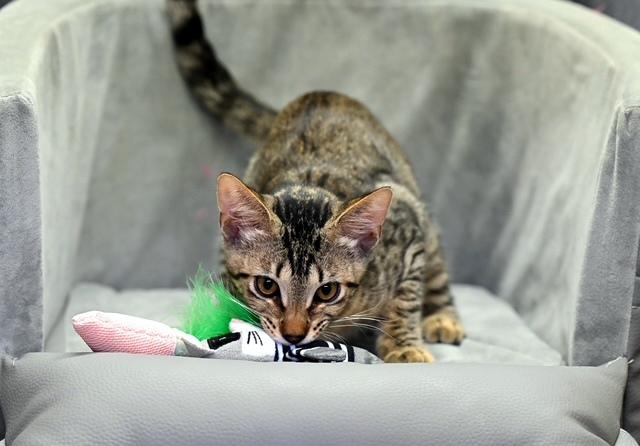 JOEY - Hoping for a forever home with with his brother!, Adoptable, Kitten Male Domestic Short Hair.