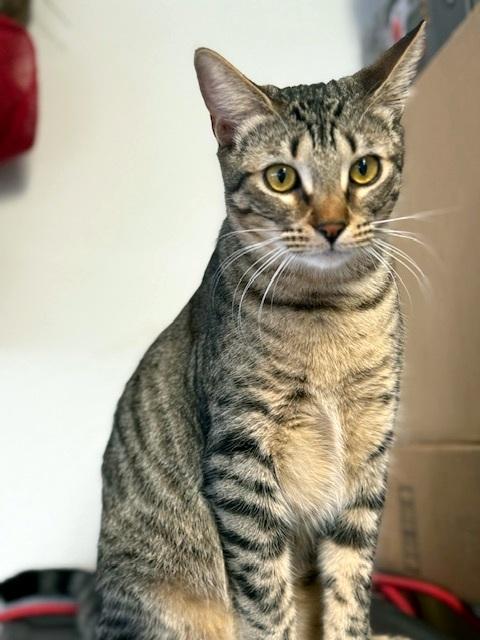 Enlarge JOEY - Hoping for a forever home with with his brother!, a Adoptable mixed breed in Danbury, CT image 4/5