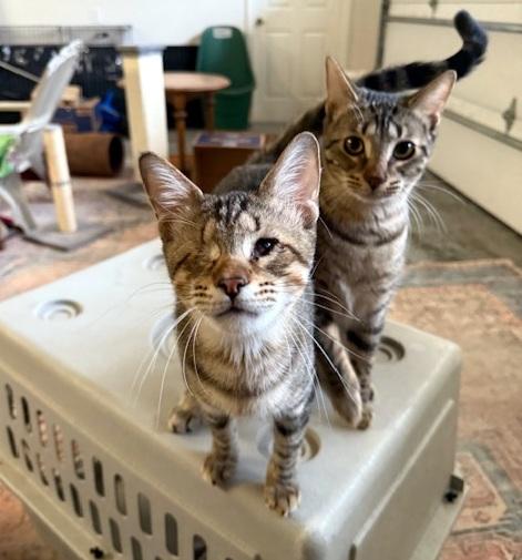 JOEY - Hoping for a forever home with with his brother!, Adoptable, Young Male Domestic Short Hair.