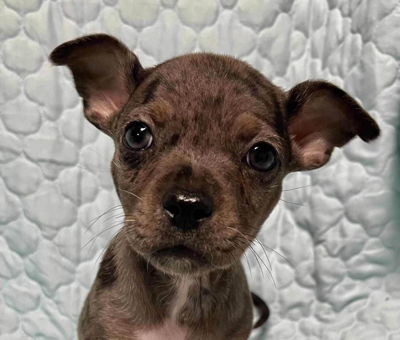 Dodd Dachshund Dog