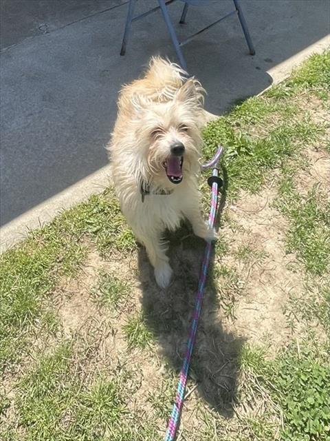 Enlarge COPPER, a Adoptable mixed breed in Easton, MD image 1/1