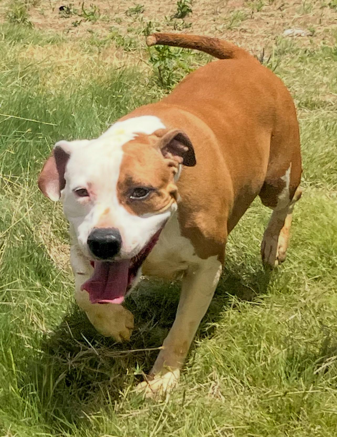 Cheetos — thumbnail 3