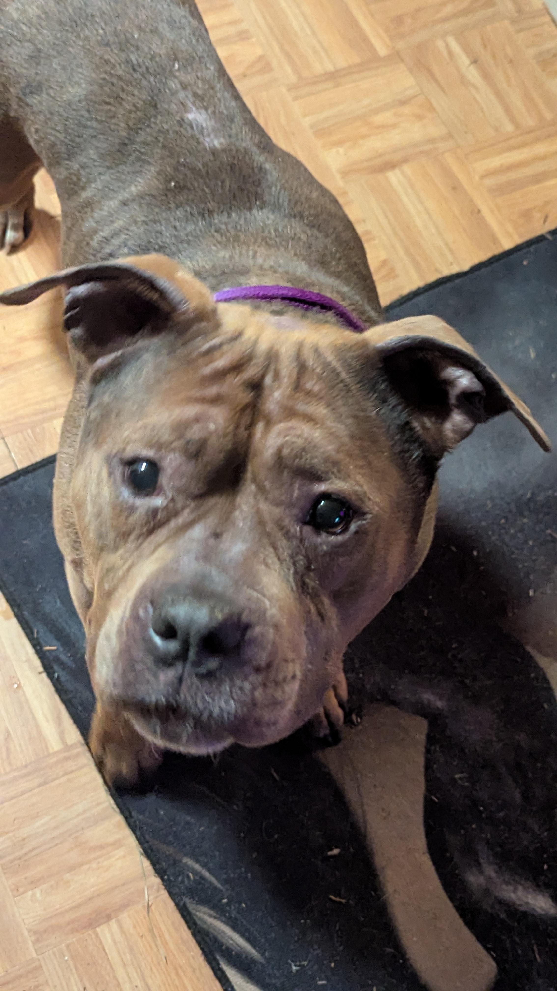 Enlarge Ruby, a ADOPTABLE mixed breed in Silverdale, WA image 5/5