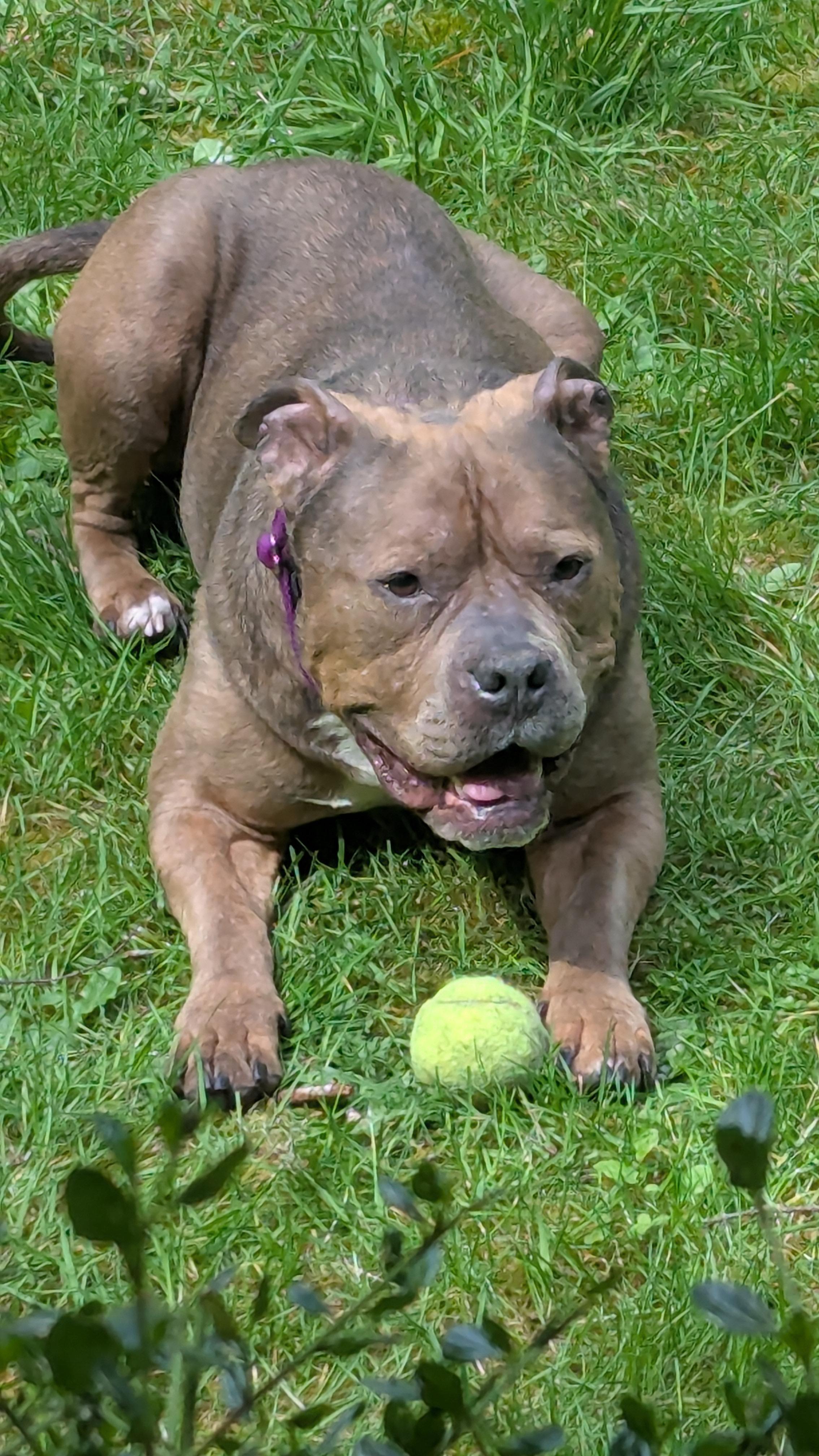 Ruby, ADOPTABLE, Senior Female Staffordshire Bull Terrier.