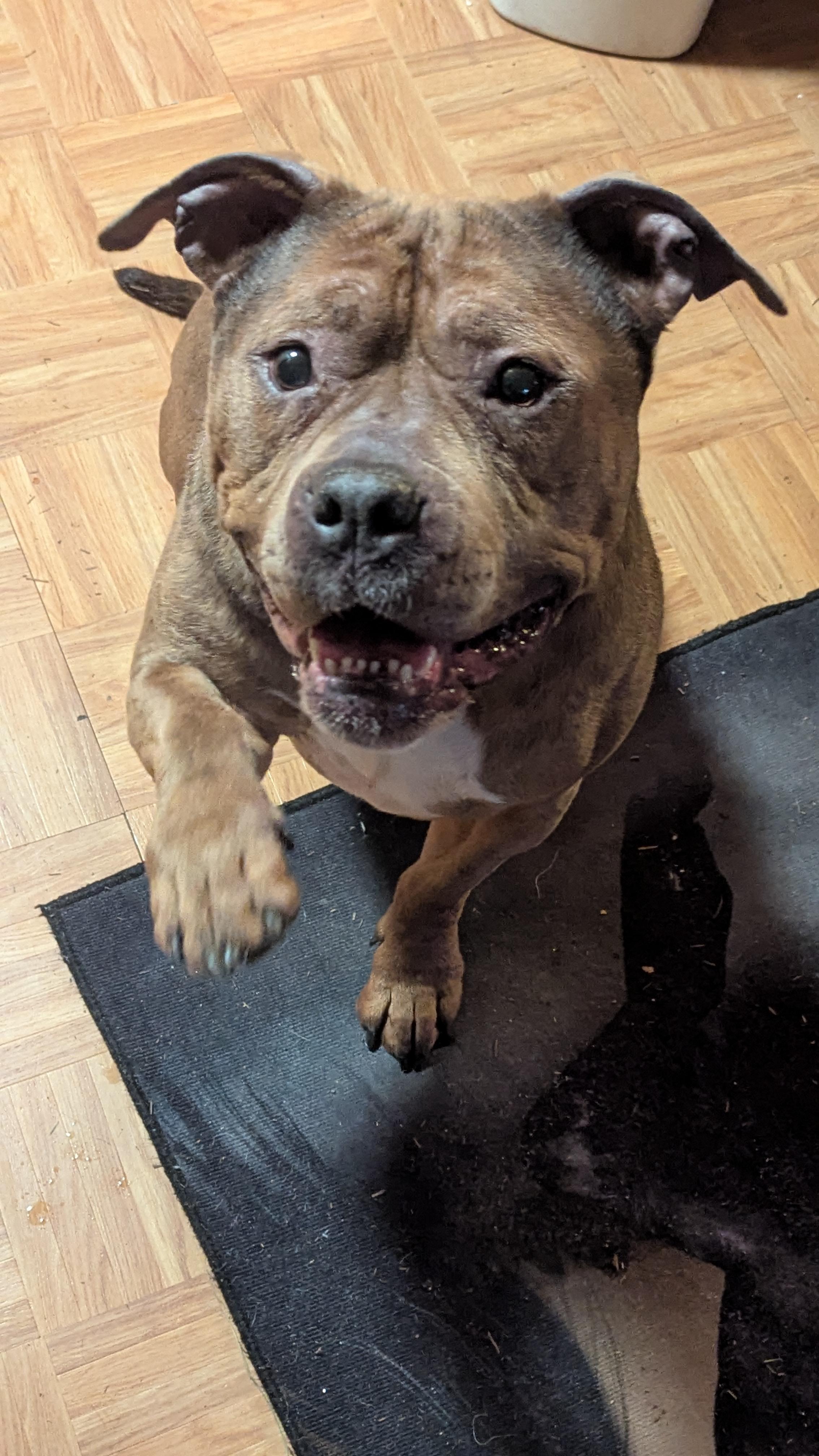 Enlarge Ruby, a ADOPTABLE mixed breed in Silverdale, WA image 4/5