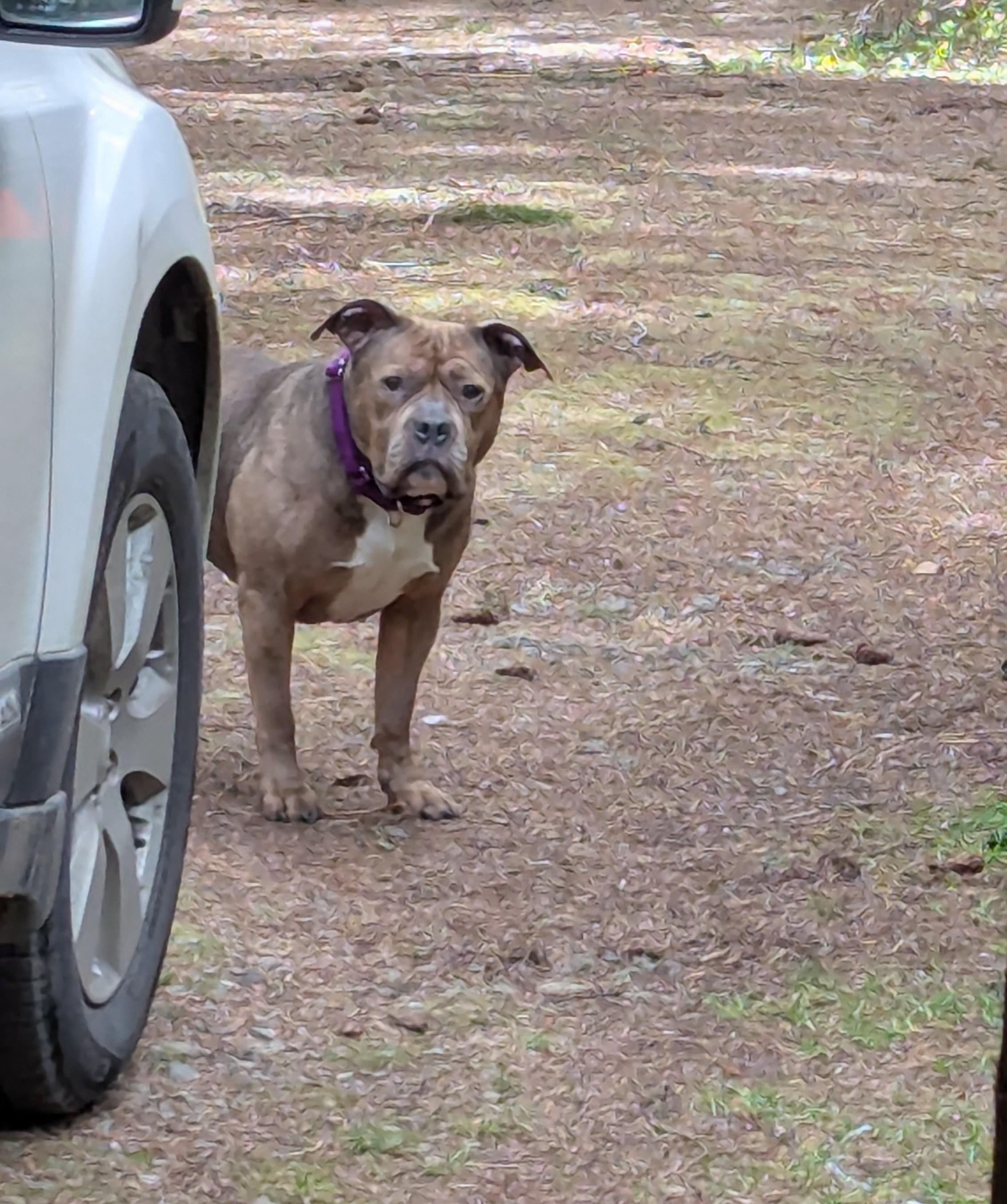 Enlarge Ruby, a ADOPTABLE mixed breed in Silverdale, WA image 3/5