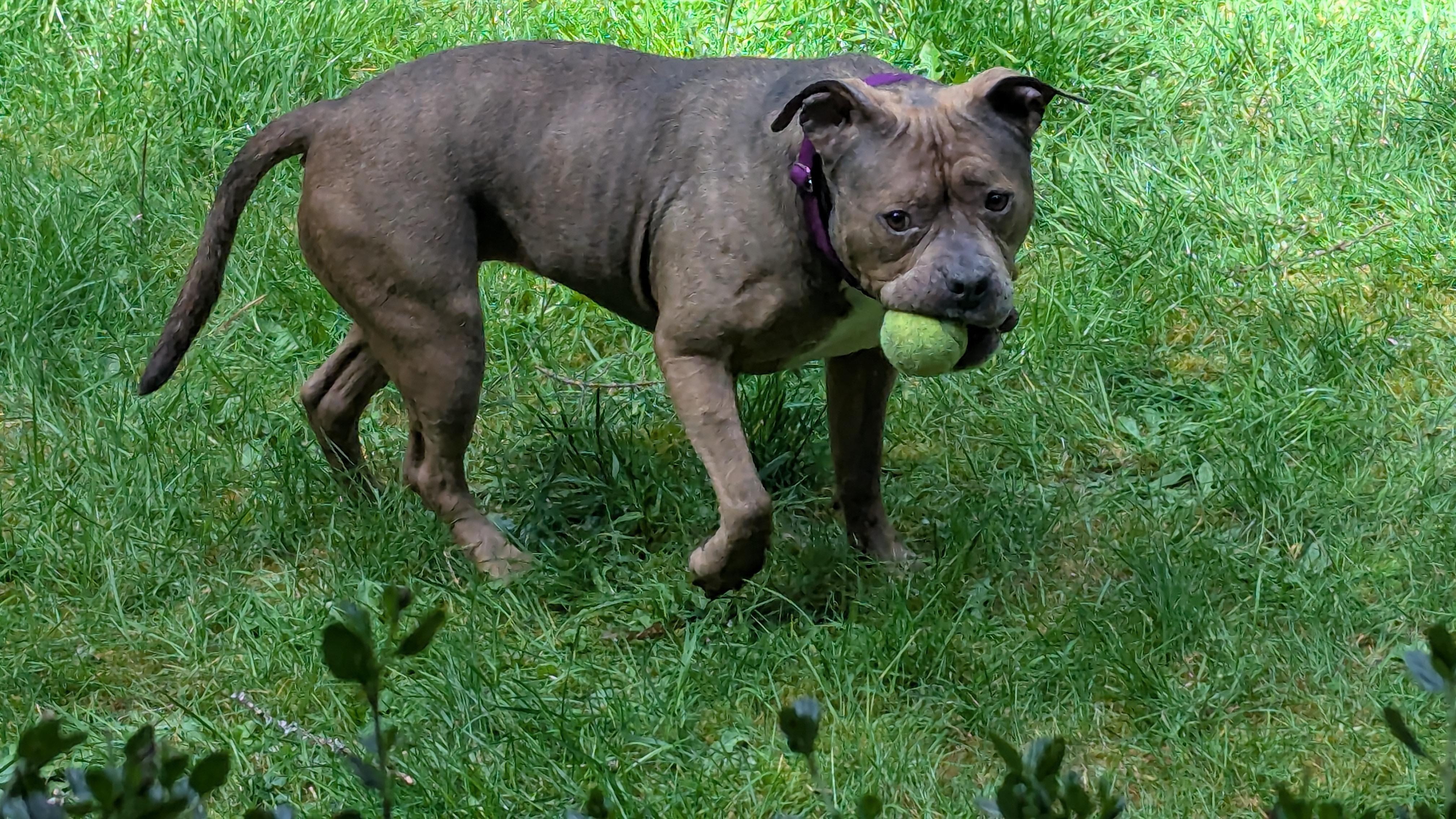 Enlarge Ruby, a ADOPTABLE mixed breed in Silverdale, WA image 2/5