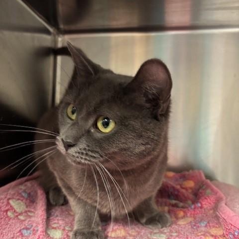 Enlarge Violet, a Adoptable mixed breed in Braintree, MA image 2/6