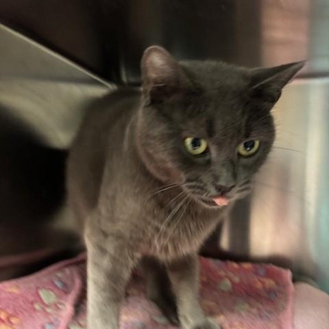 Enlarge Violet, a Adoptable mixed breed in Braintree, MA image 6/6