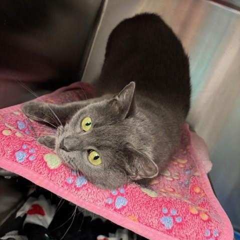 Violet, Adoptable, Adult Female Russian Blue & Domestic Short Hair.