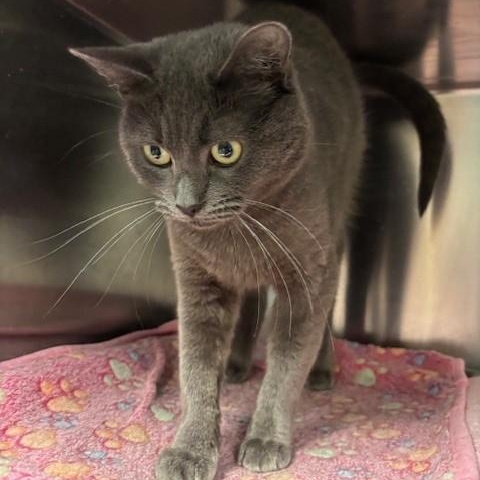 Enlarge Violet, a Adoptable mixed breed in Braintree, MA image 5/6