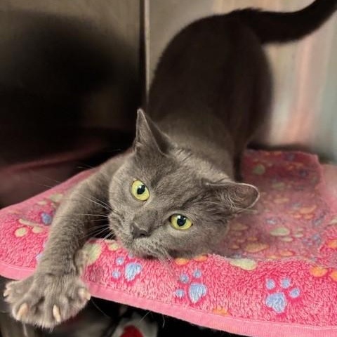 Enlarge Violet, a Adoptable mixed breed in Braintree, MA image 4/6