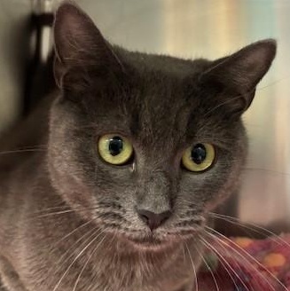 Enlarge Violet, a Adoptable mixed breed in Braintree, MA image 3/6