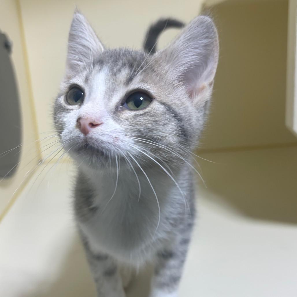 Waffle, Adoptable, Kitten Female Domestic Short Hair.