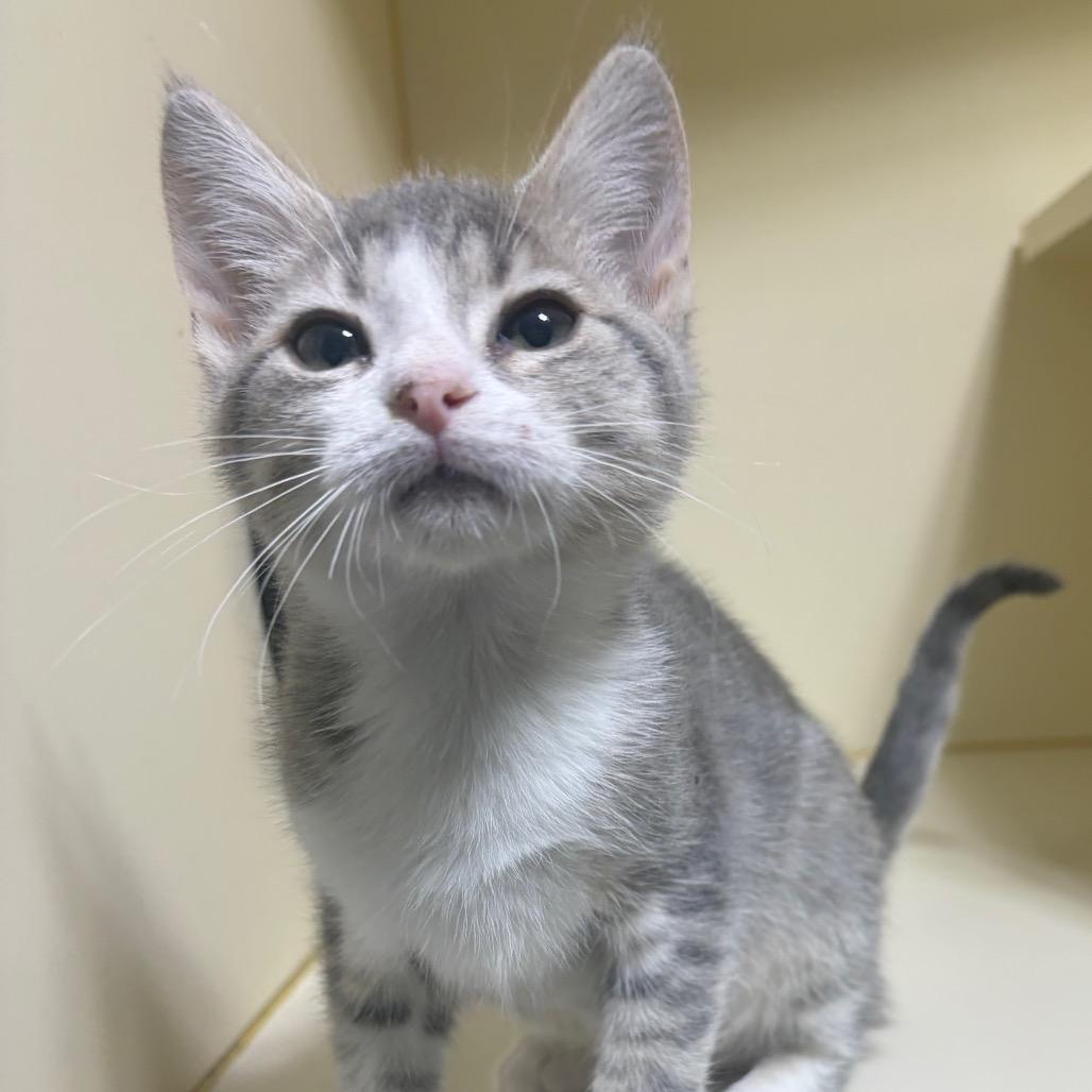 Waffle, a Adoptable Domestic Short Hair in Mocksville, NC image 2/3