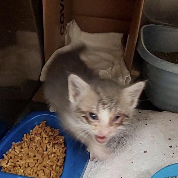 Waffle, a Adoptable Domestic Short Hair in Mocksville, NC image 3/3