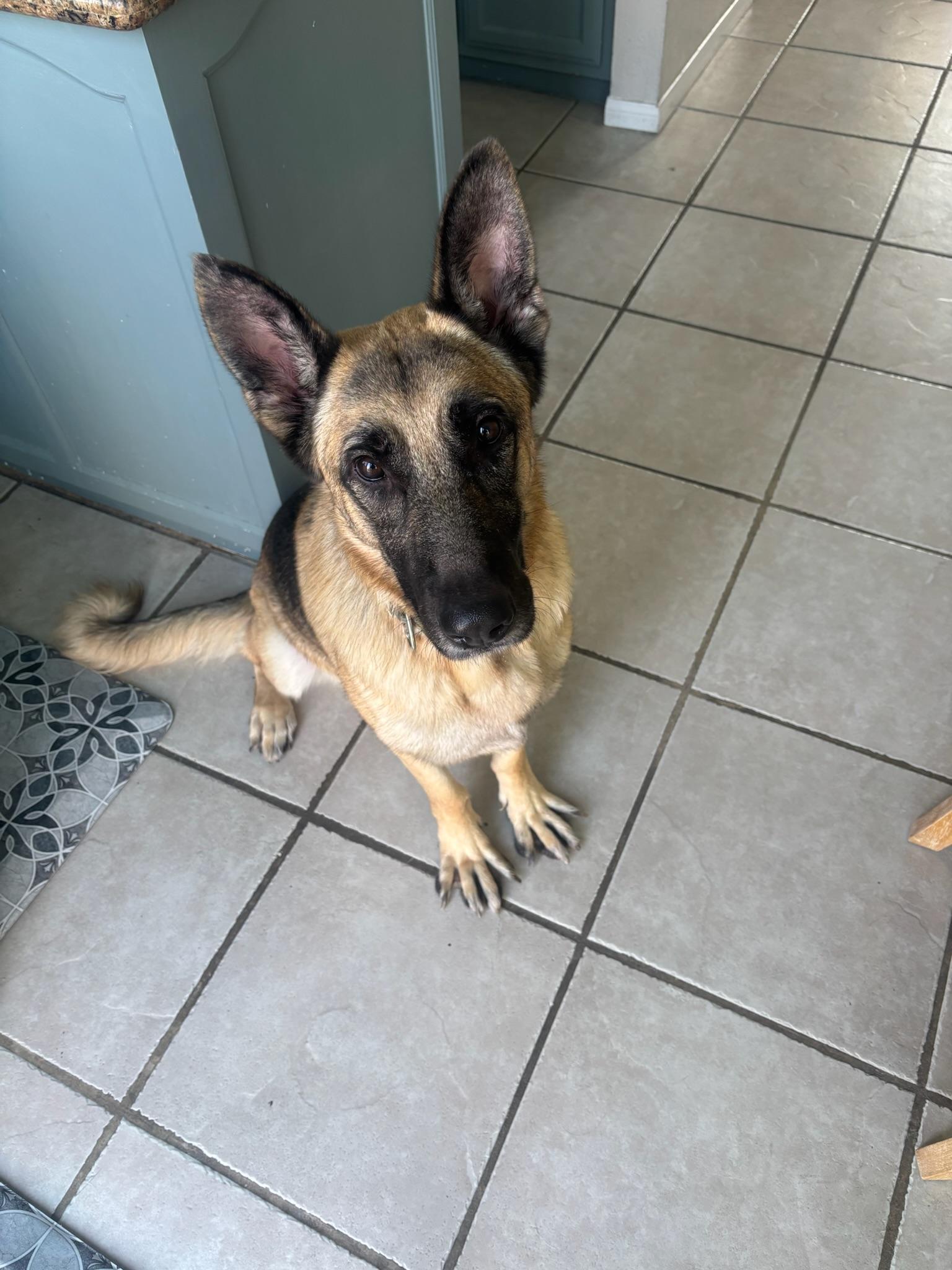 Tofu, a Adoptable German Shepherd Dog in santa monica, CA image 2/6