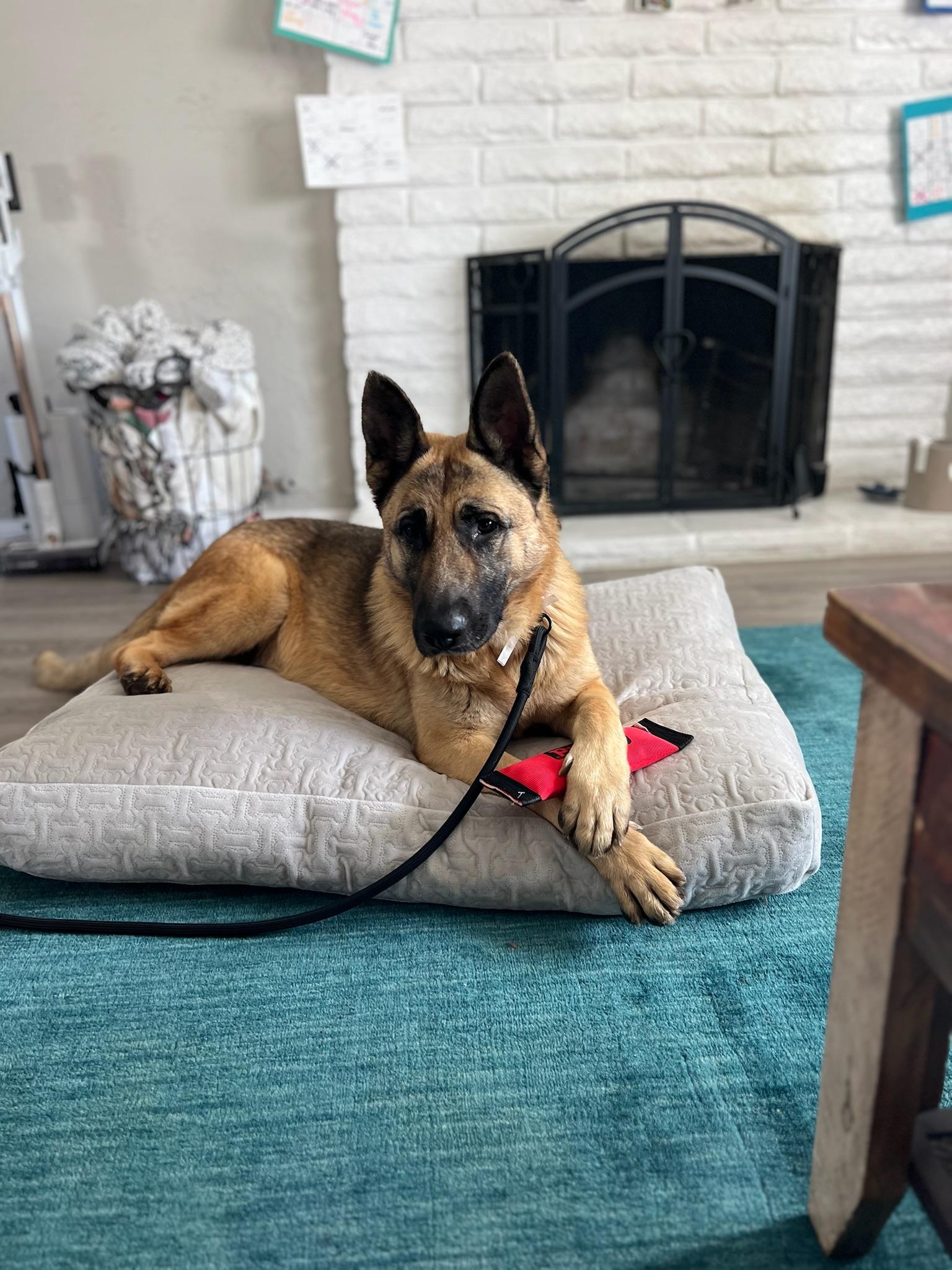 Tofu, a Adoptable German Shepherd Dog in santa monica, CA image 5/6