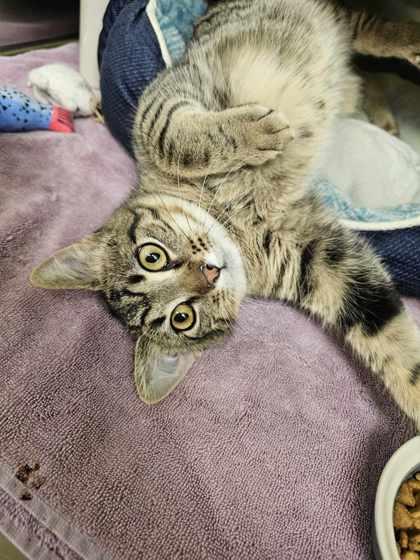 Jax, Adoptable, Adult Male Domestic Short Hair & Domestic Short Hair.