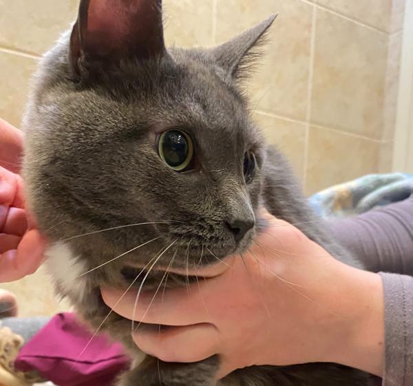 Enlarge Armpit/ Earlobe/ Kneecap, a Adoptable mixed breed in Duluth, MN image 1/1