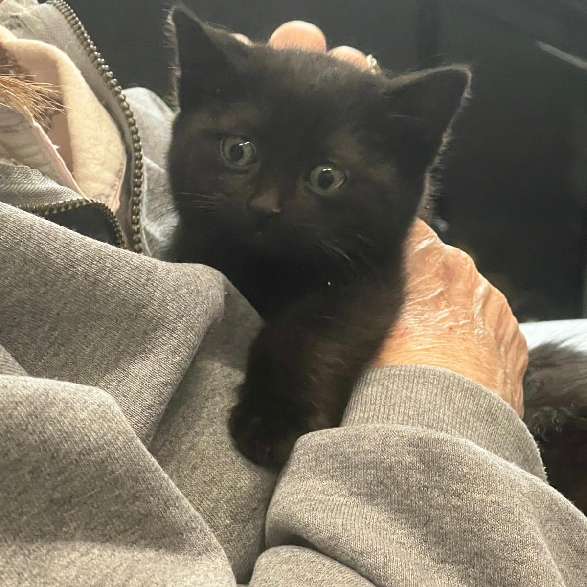 Vesta and Kodiak , an adopted Domestic Short Hair in Leesburg, VA image 2/4