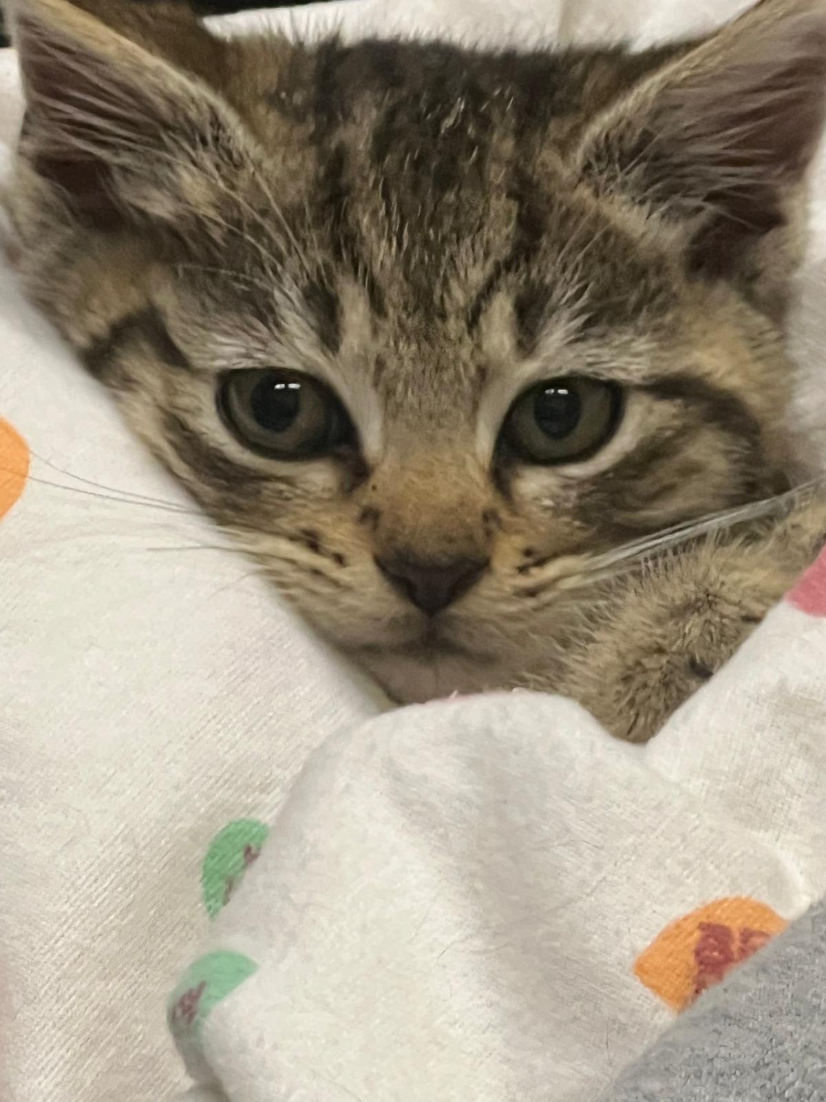 Vesta and Kodiak , ADOPTABLE, Kitten Female Domestic Short Hair.