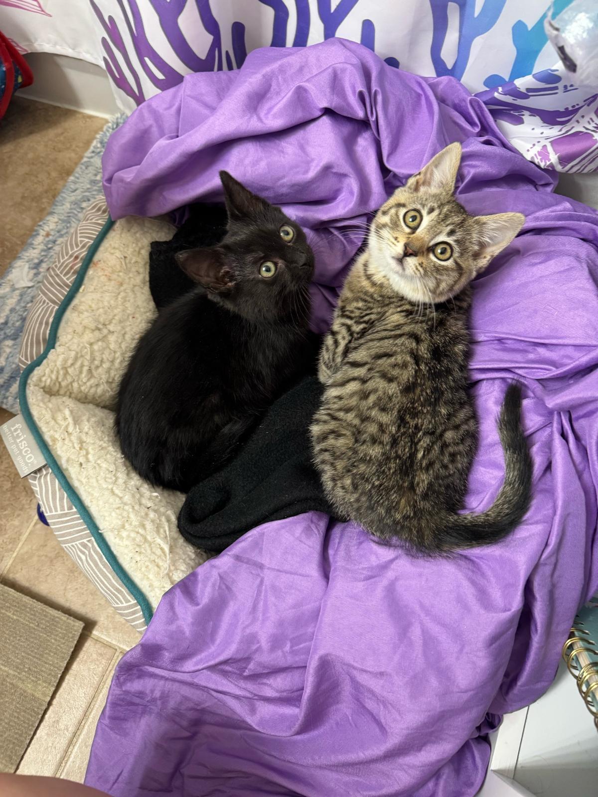 Vesta and Kodiak , an adopted Domestic Short Hair in Leesburg, VA image 3/4