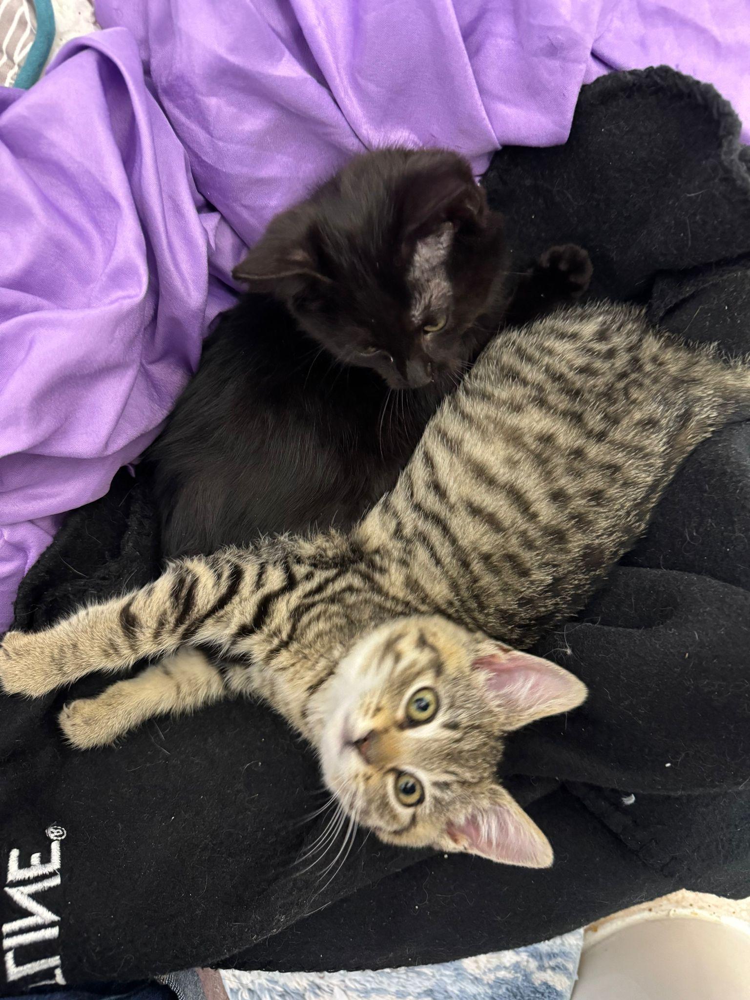 Vesta and Kodiak , an adopted Domestic Short Hair in Leesburg, VA image 4/4