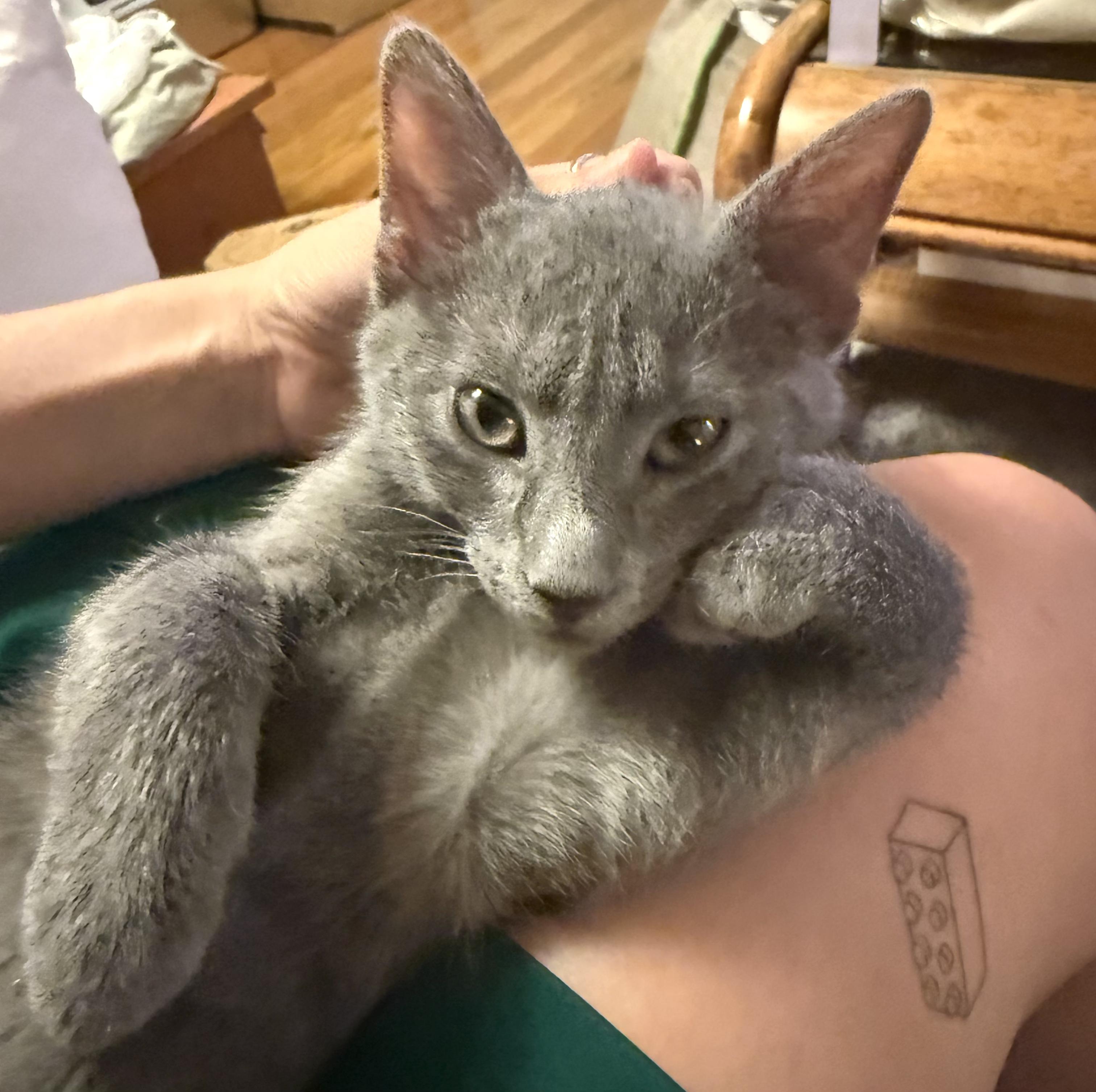 Sully, ADOPTABLE, Kitten Male Russian Blue.