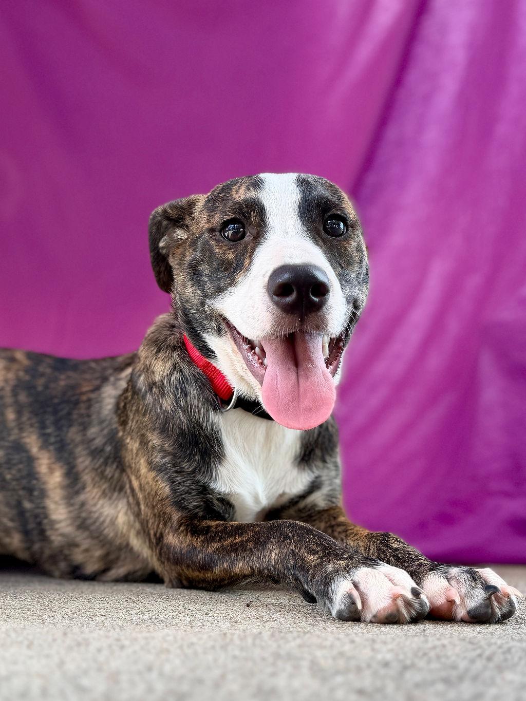 Lila, Adopted, Young Female Mixed Breed.