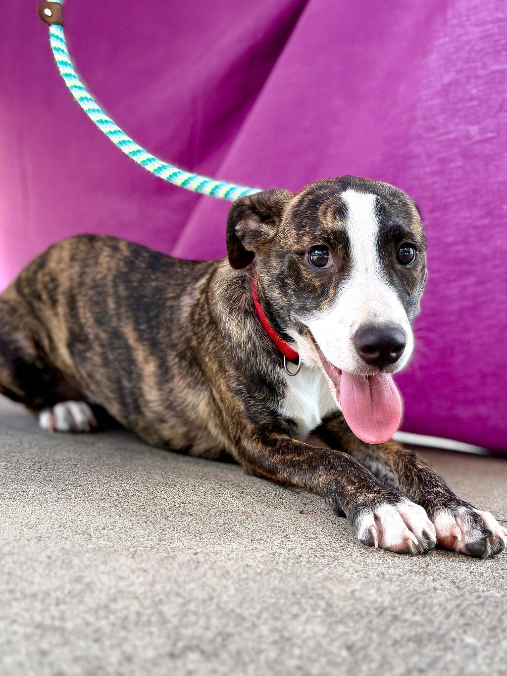 Enlarge Lila, a Adopted mixed breed in Livingston, TX image 3/5