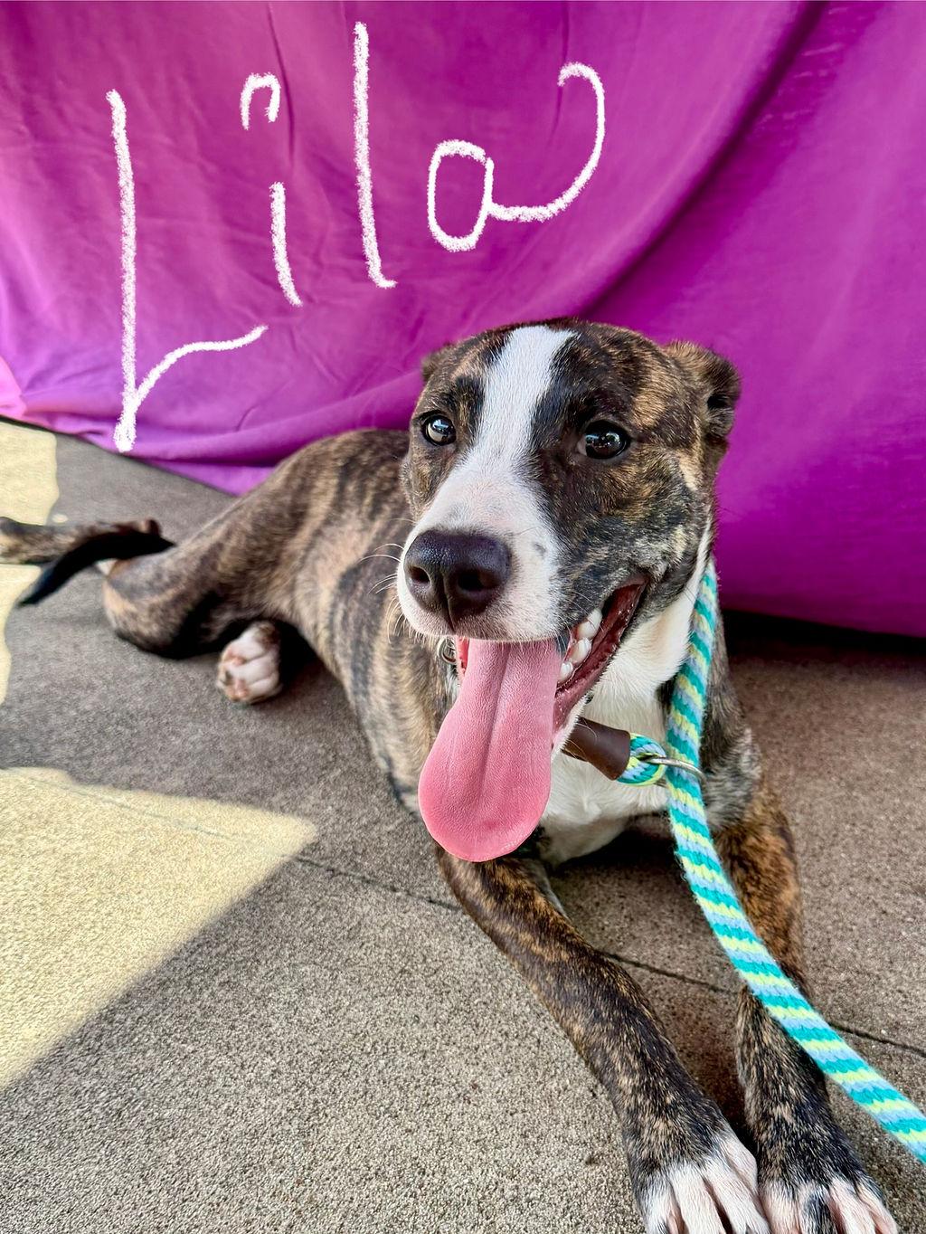 Enlarge Lila, a Adopted mixed breed in Livingston, TX image 5/5