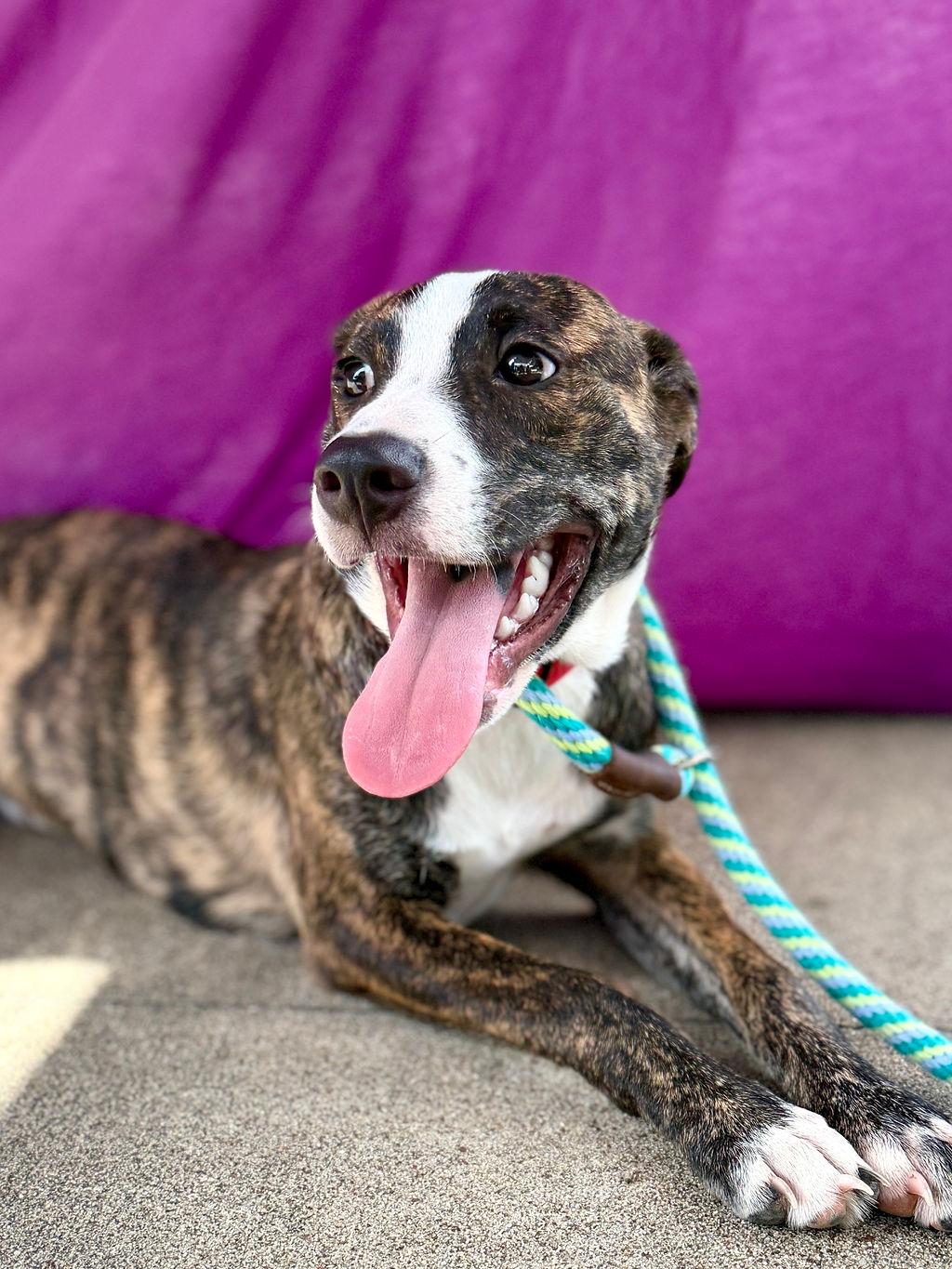Enlarge Lila, a Adopted mixed breed in Livingston, TX image 4/5