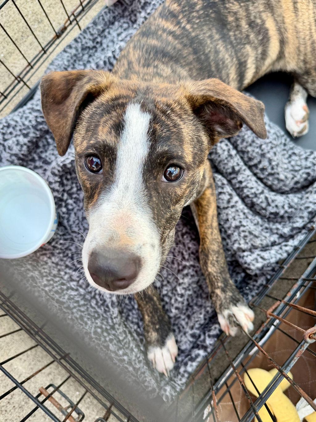 Enlarge Lila, a Adopted mixed breed in Livingston, TX image 2/5
