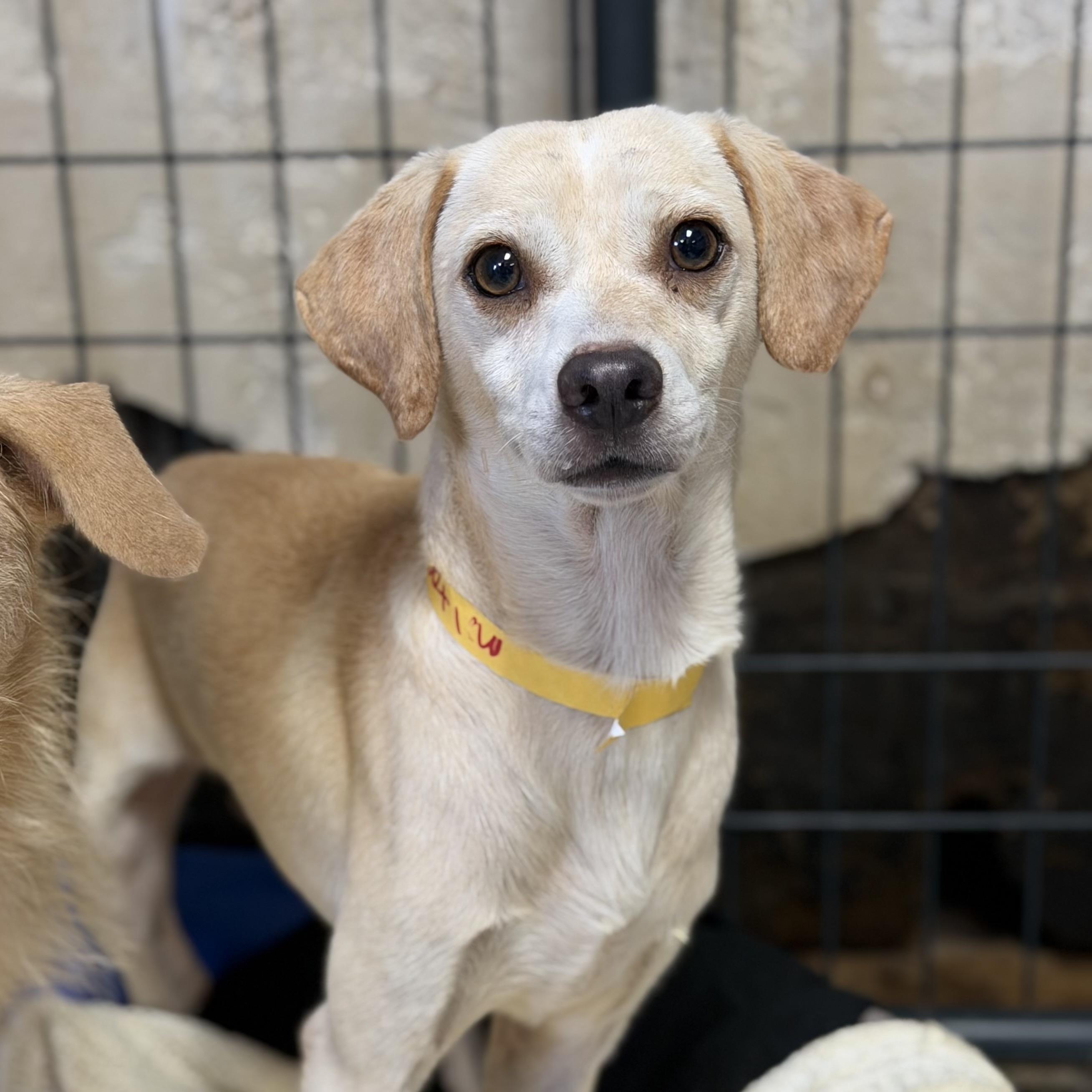Enlarge Pop-pop, a Adoptable Mixed Breed in Northwood, NH image 1/3