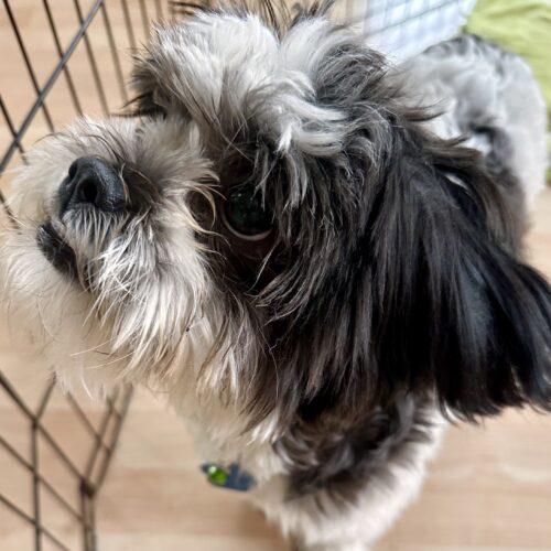 Enlarge Red Butler, a Adoptable Shih Tzu in Broken Arrow, OK image 1/5