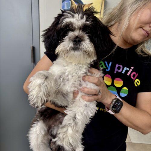 Enlarge Red Butler, a Adoptable Shih Tzu in Broken Arrow, OK image 2/5