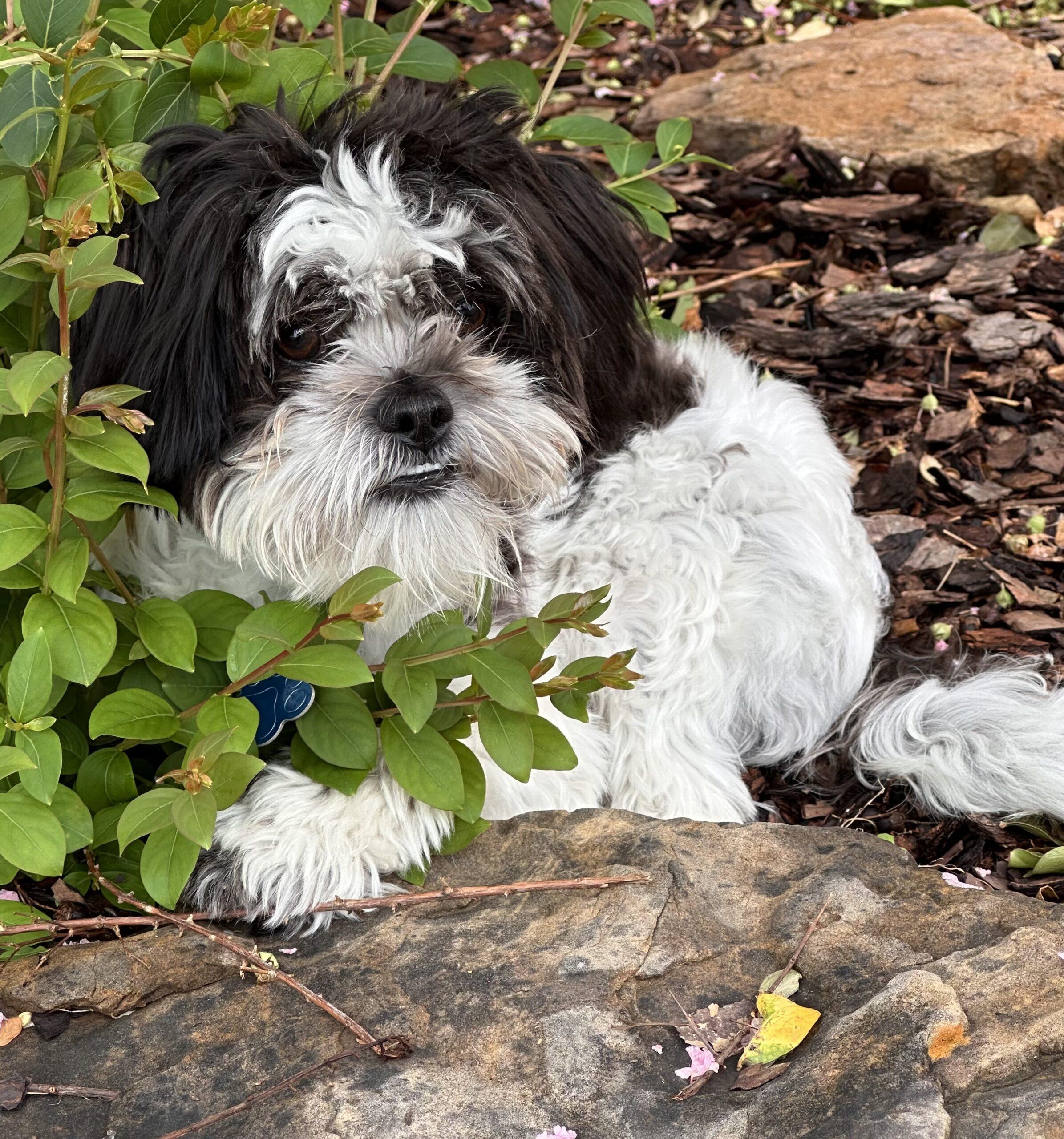 Enlarge Red Butler, a Adoptable Shih Tzu in Broken Arrow, OK image 3/5
