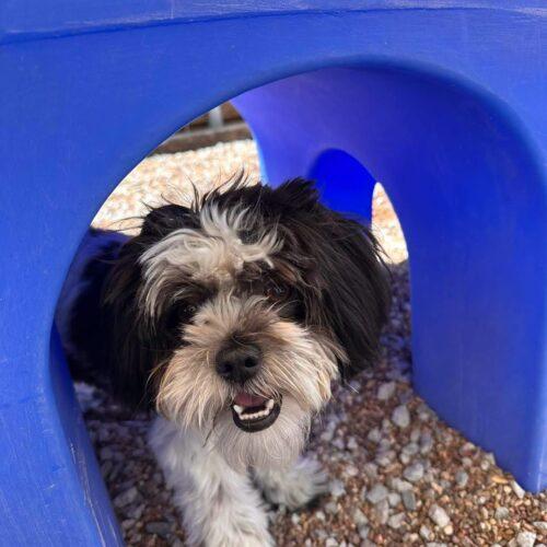 Enlarge Red Butler, a Adoptable Shih Tzu in Broken Arrow, OK image 4/5