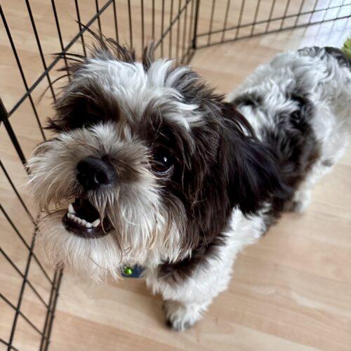 Enlarge Red Butler, a Adoptable Shih Tzu in Broken Arrow, OK image 5/5