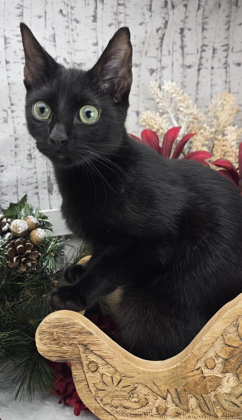 Lugnut  Aka Wuggywuggy thumbnail 2