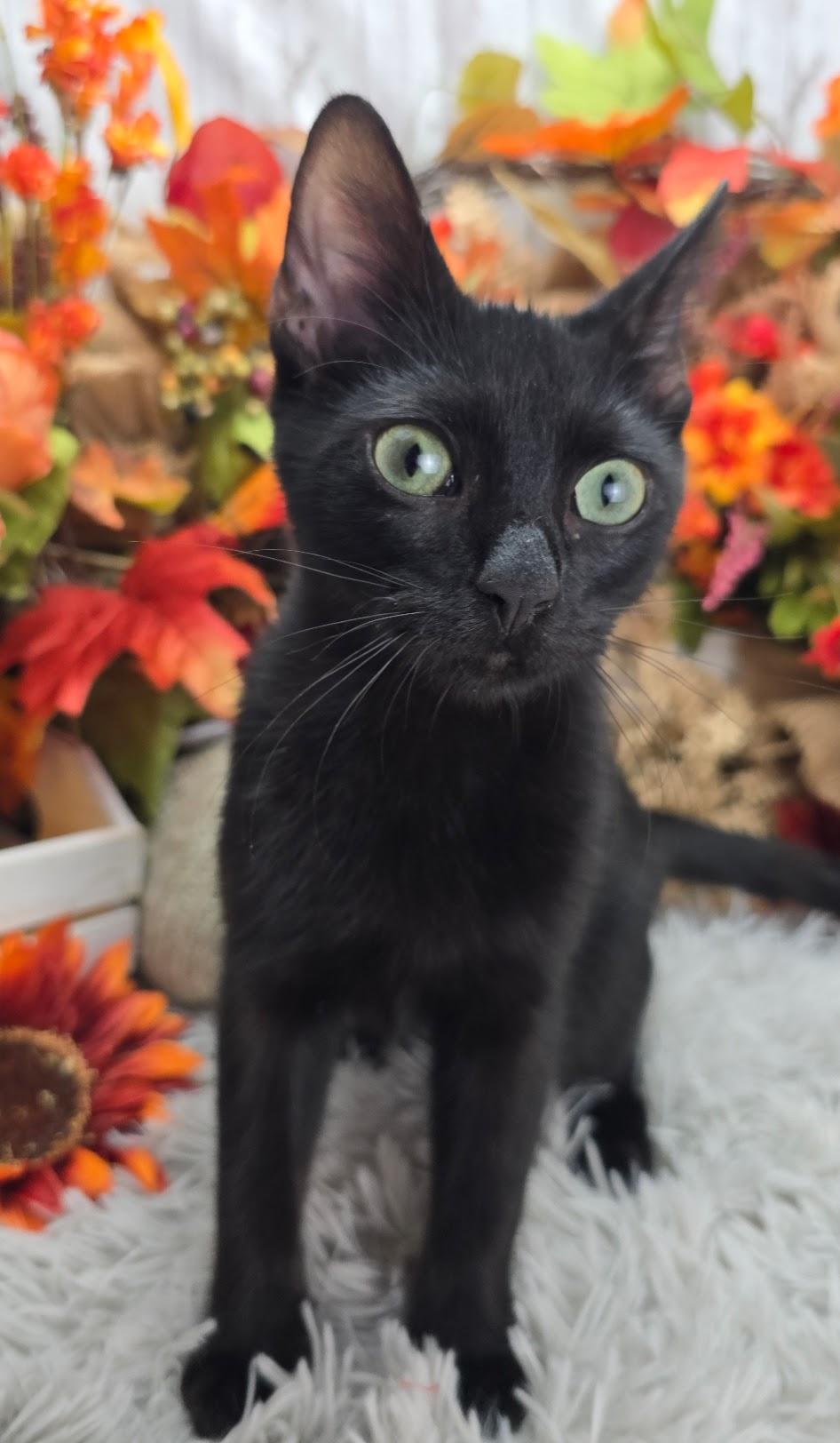 Lugnut  Aka Wuggywuggy thumbnail 5