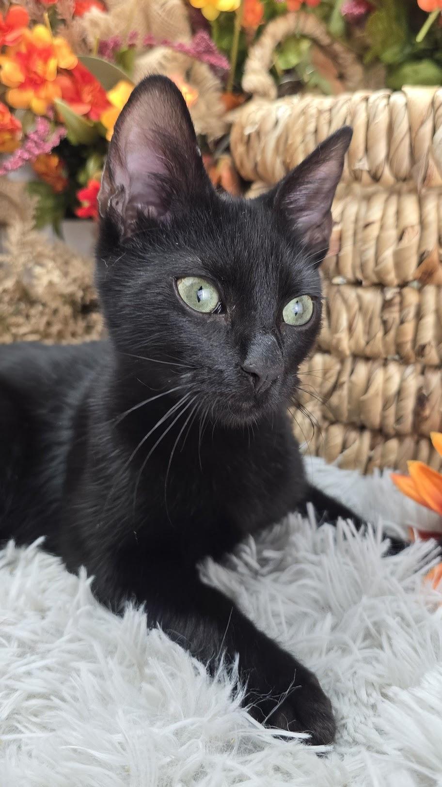 Lugnut - AKA Wuggy-Wuggy Wugnut!