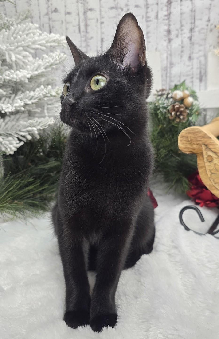 Lugnut  Aka Wuggywuggy thumbnail 6